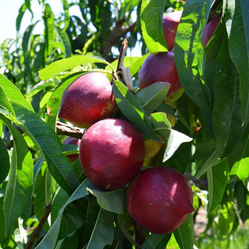 Саженцы Нектарин Лола
