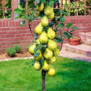 Саженцы Груша колоновидная Изумруд