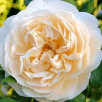 Саженцы Роза английская Личфилд Энджел