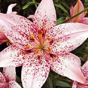  Лилия Океан Бриз