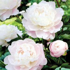 Саженцы Пион Moonstone (Мунстоун)
