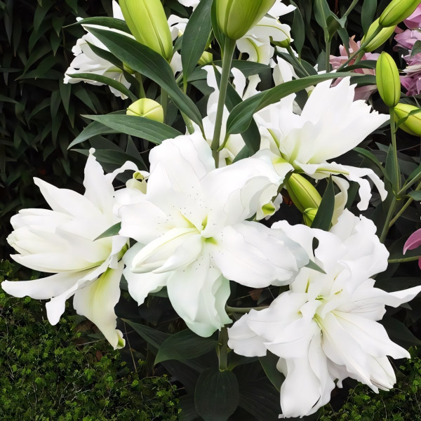 Луковицы  Лилия восточная Lotus Pure (Лотус Пьюр) (3шт.)