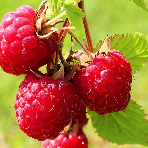 Саженцы Малина красная Глен Ампл