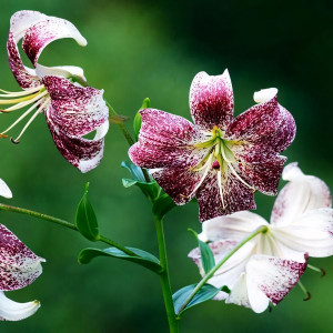  Лилия тигровая Purple Life (Пурпл Лайф)