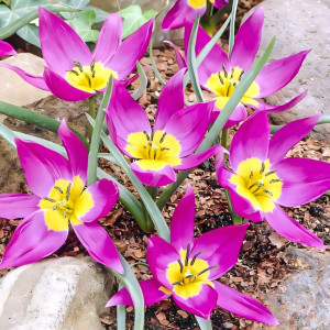 Тюльпан ботанический Одалиск (в упаковке - 3шт.)