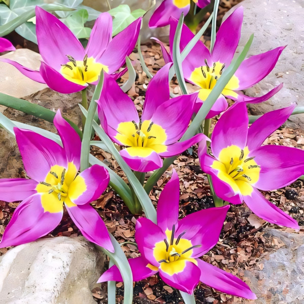 Луковицы Тюльпан ботанический Одалиск (в упаковке - 3шт.)