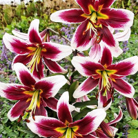 Луковицы Саженцы Лилия ОТ гибрид Beverly Dream (Беверли Дрим) (3шт.)