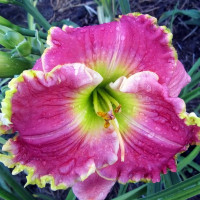 Саженцы Лилейник Elegant Universe (Элегант Универс)