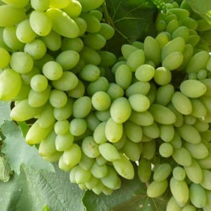 Саженцы Виноград Тимур