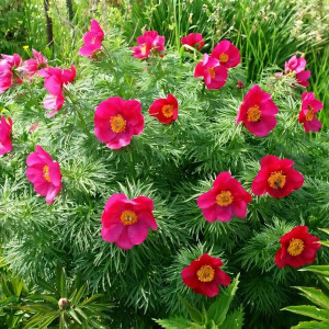 Саженцы Пион Марьин Корень