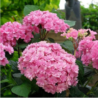 Саженец Гортензия крупнолистовая You and Me Expression (Ю энд Ми Экспрешен)