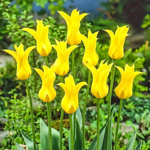 Тюльпан лилиецветный Флешбек (в упаковке - 3шт.)