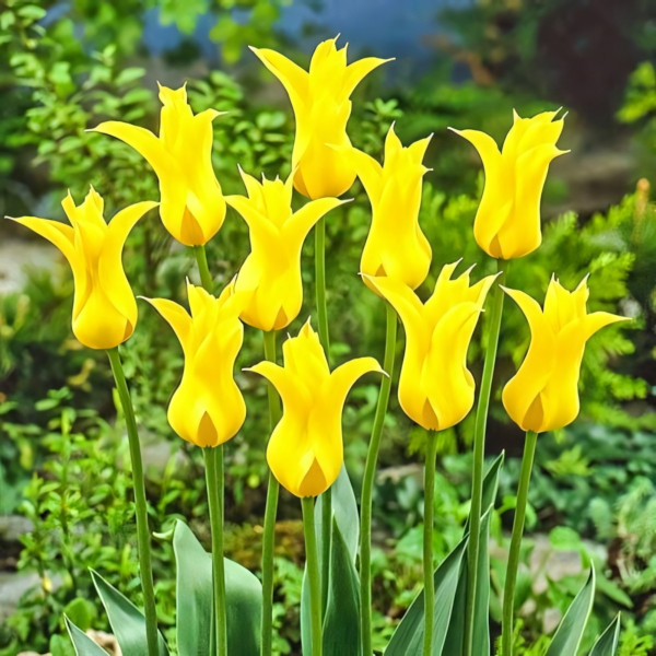 Луковицы Тюльпан лилиецветный Флешбек (в упаковке - 3шт.)