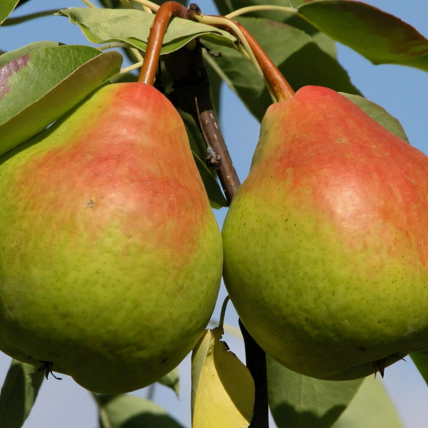 Саженцы Груша Память Анзина