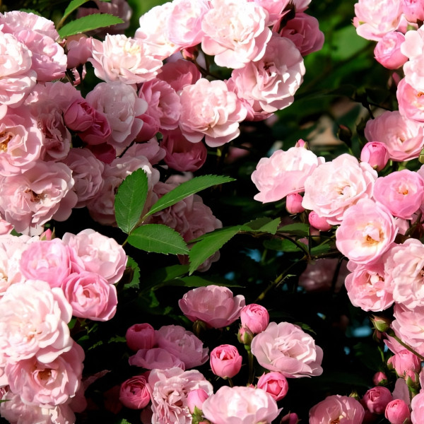 Саженцы Роза парковая Хевенли Пинк