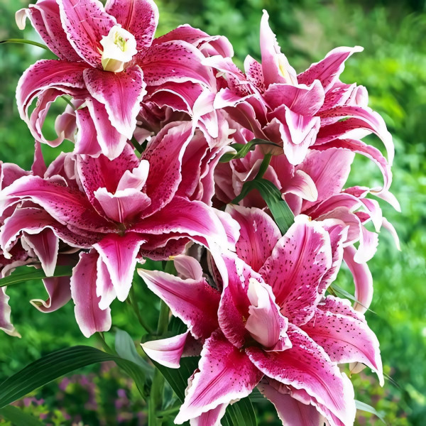 Луковицы  Лилия восточная Roselily Nowa (Розели Нова) (3шт.)