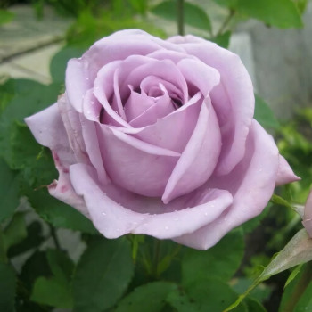 Саженцы Роза чайно-гибридная Голубой Нил