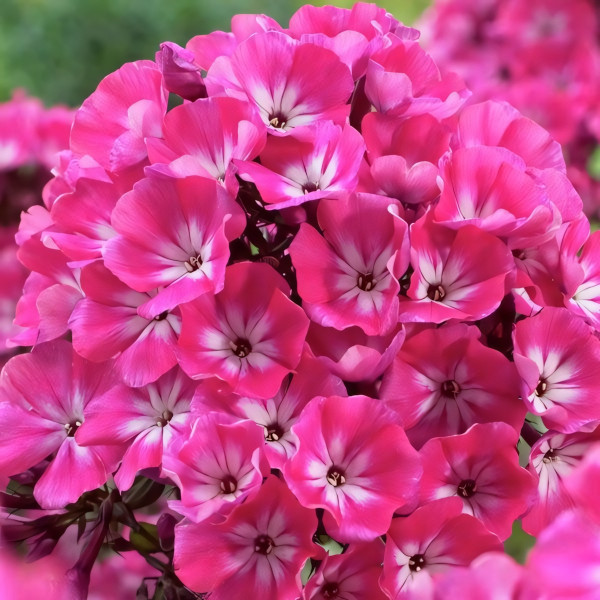 Саженцы Флокс метельчатый Alexandra (Александра)