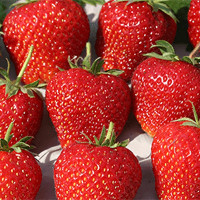 Саженцы Земляника Корона, 5шт.