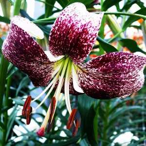  Лилия тигровая Purple Life (Пурпл Лайф)