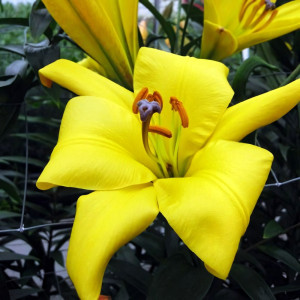  Лилия трубчатая Yellow Planet (Йеллоу Планет)