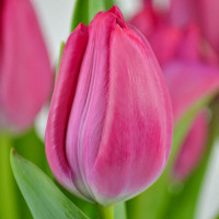 Луковицы Тюльпан Триумф Пассио Свит (в упаковке - 3шт.)