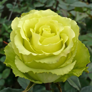 Саженцы Роза чайно-гибридная Доллар