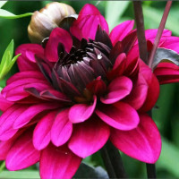 Саженцы Георгина декоративная Purple Flame (Пурпл Флейм)