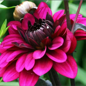 Саженцы Георгина декоративная Purple Flame (Пурпл Флейм)