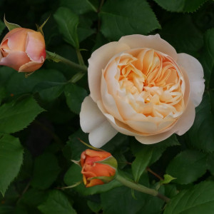 Саженцы Роза английская Роальд Даль