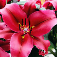 Луковицы Саженцы Лилия ОТ гибрид Red Desire (Ред Дезаер) (3шт.)