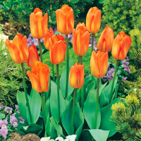 Луковицы Тюльпан Фостера Оранж Пуриссима (в упаковке - 3шт.)