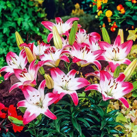 Луковицы  Лилия биколор азиатская Lollypop (Лоллипоп) (3шт.)