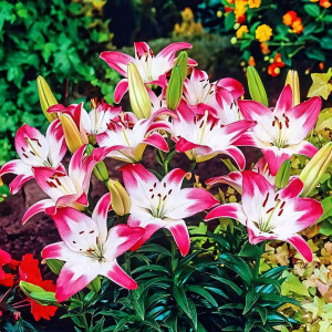  Лилия биколор азиатская Lollypop (Лоллипоп)