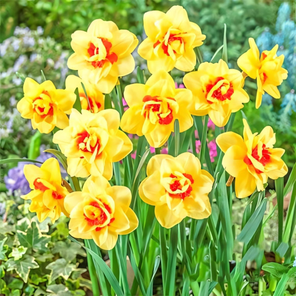 Луковицы Нарцисс Инноватор (в упаковке - 3шт.)