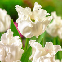 Луковицы Тюльпан Триумф Вайт Либерстар (в упаковке - 3шт.)