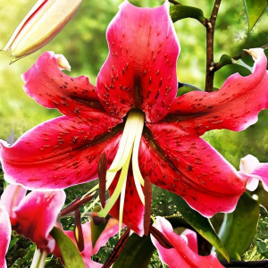  Лилия ОТ гибрид Miss Feya (Мисс Фея)