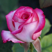 Саженцы Роза чайно-гибридная Белла Вита