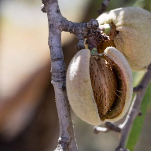Саженцы Миндаль Форос