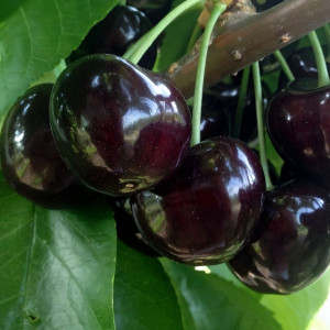 Саженцы Черешня Черный Принц