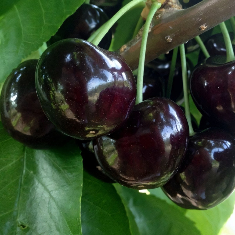 Саженцы Черешня Черный Принц
