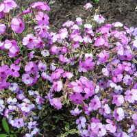 Саженцы Флокс Amoena Variegata