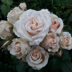 Саженцы Роза спрей Яна