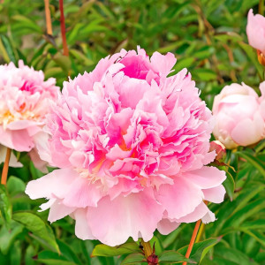 Пион Эденс Парфюм