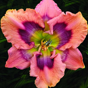 Саженцы Лилейник Tavares Special Effects (Таверс Спешл Эффектс)