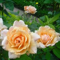 Саженцы Роза чайно-гибридная Шантре