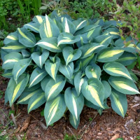 Саженцы Хоста Grand Marquee (Гранд Маркью) М