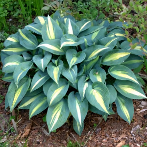 Саженцы Хоста Grand Marquee (Гранд Маркью) М