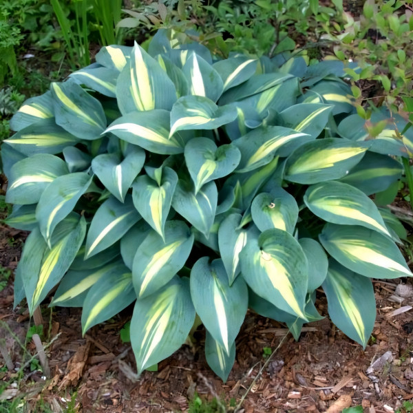 Саженцы Хоста Grand Marquee (Гранд Маркью) М
