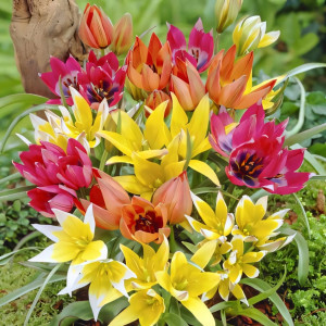 Тюльпаны ботанические, микс